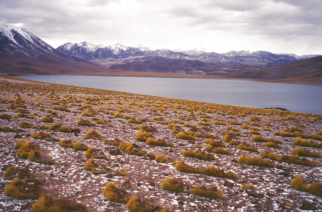 chi_9_25 laguna miscanti.jpg - Atacama laguna Miscanti le grésil tombé durant la nuit se combine à un vent glacial pour nous dissuader d'une randonnée autour de la lagune